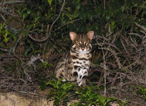 珍贵视频 野生豹猫现身厦门岛内山林 专家 很难得